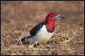 _3SB1779 red-headed woodpecker